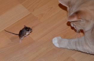 ハツカネズミってかわいいけどネズミは危険な生物 無闇にネズミに近づかないほうがいいかも 楽a 雑学道