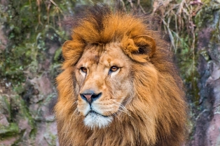 ライオンより強い生物は存在する ライオンは本当に百獣の王なのか 一番強くなくてもライオンは百獣の王 楽a 雑学道