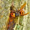 危険生物であるスズメバチは害虫だけど益虫？！スズメバチは意外と人の役に立っている生き物かも？！