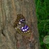 日本の国蝶（こくちょう）を知っていますか？知らない人も多い日本の国蝶「オオムラサキ」ってどんな蝶なの？