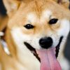 日本犬で唯一の小型犬は柴犬（しばいぬ）？！日本犬は６種類だけ？柴犬はオオカミに近い存在！！