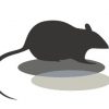 ネズミにはマウスとラットが存在する？！マウスとラットの違いとは？ネズミは曖昧な呼び名？！