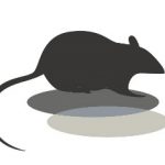 ネズミにはマウスとラットが存在する？！マウスとラットの違いとは？ネズミは曖昧な呼び名？！